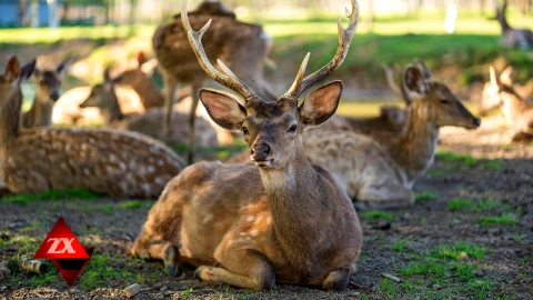 Зона X. Итоги недели | Фигуранты резонансного видео из зоопарка Минска задержаны Зона X. Итоги недели | Фигуранты резонансного видео из зоопарка Минска задержаны