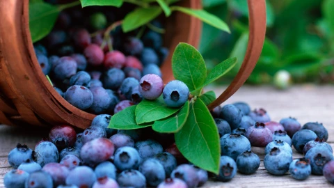 Новости экономики | На севере России начнут выращивать белорусскую голубику голубика