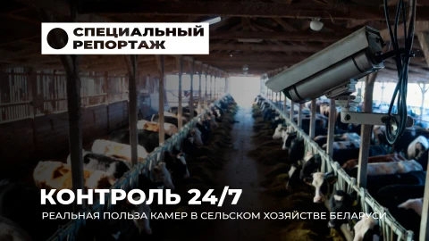 Специальный репортаж | Каждый шаг на контроле. Видеореволюция в белорусском животноводстве Специальный репортаж | Каждый шаг на контроле. Видеореволюция в белорусском животноводстве