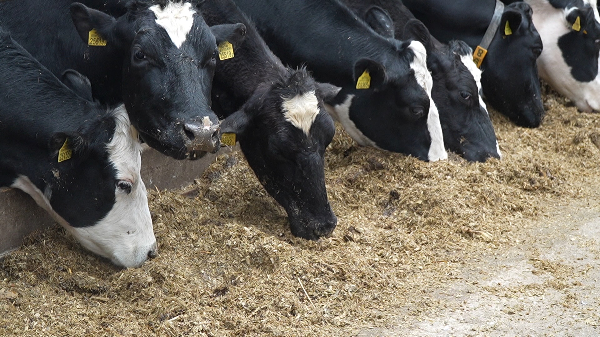 Корова на ферме