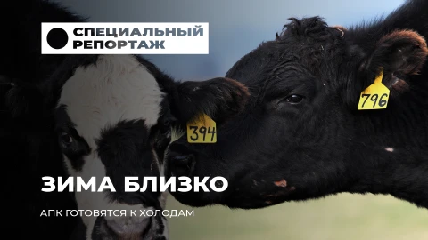 Специальный репортаж | Как молочно-товарные комплексы встречают зиму: опыт сильных хозяйств Специальный репортаж | Как молочно-товарные комплексы встречают зиму: опыт сильных хозяйств