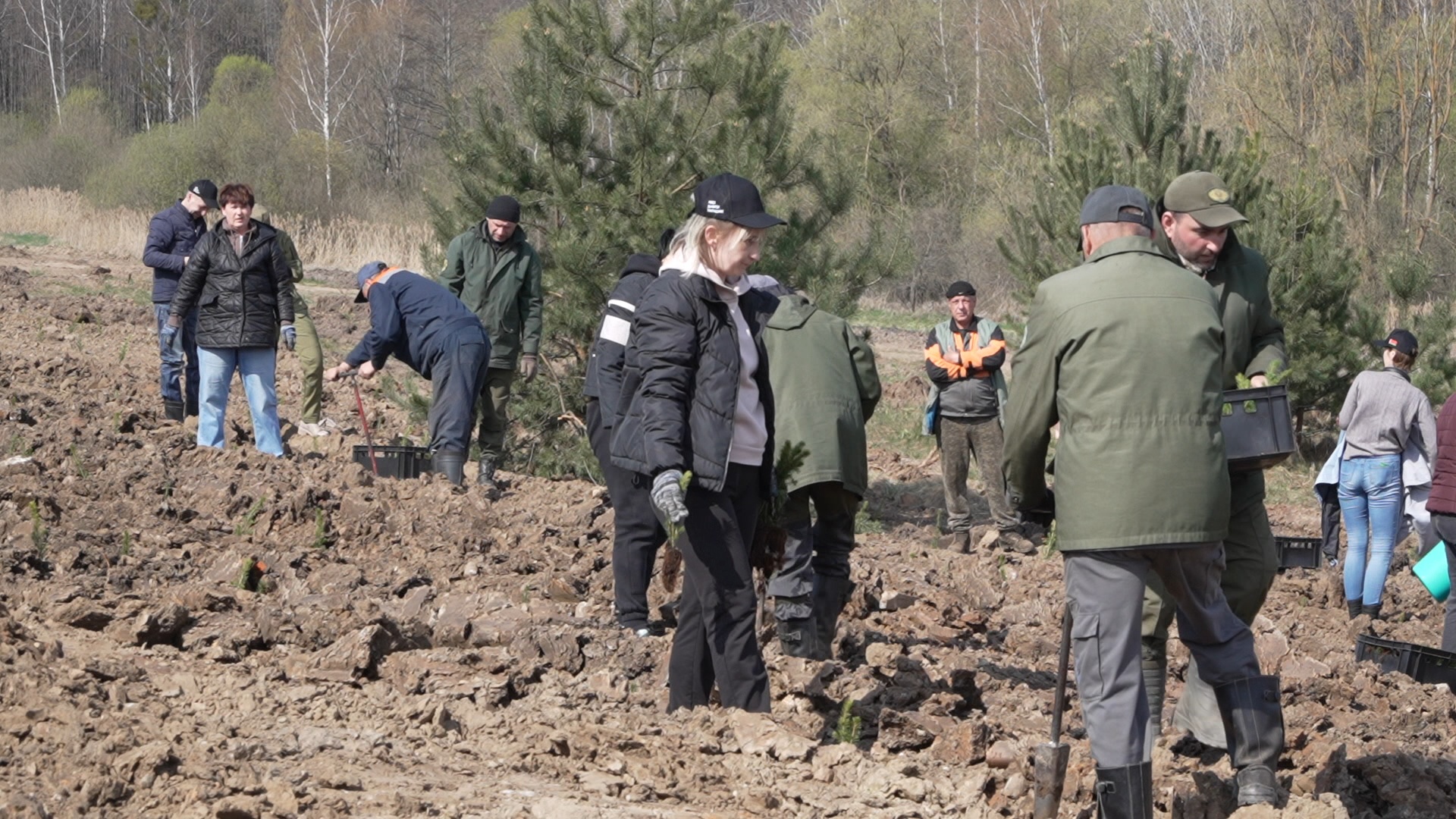 В агрогородке Жировичи высаживали березы, сосны, ели
