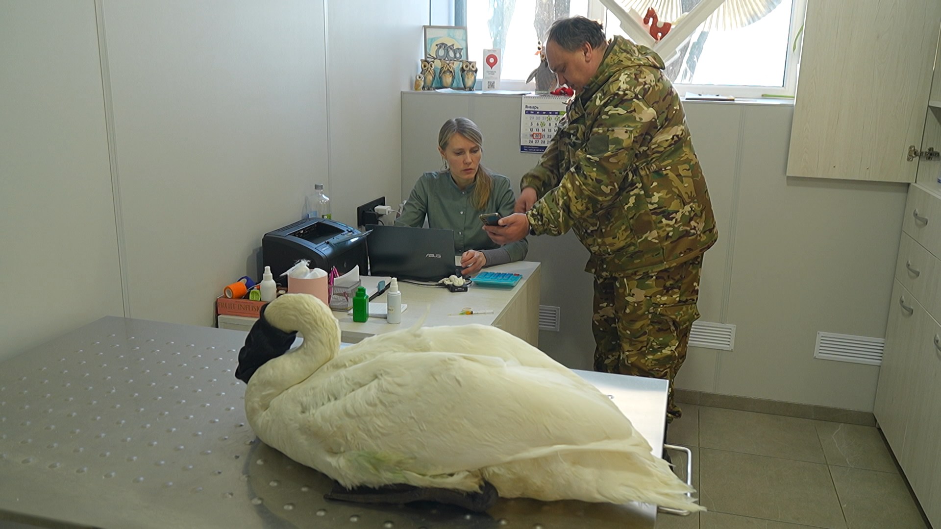 Лебедь в ветклинике