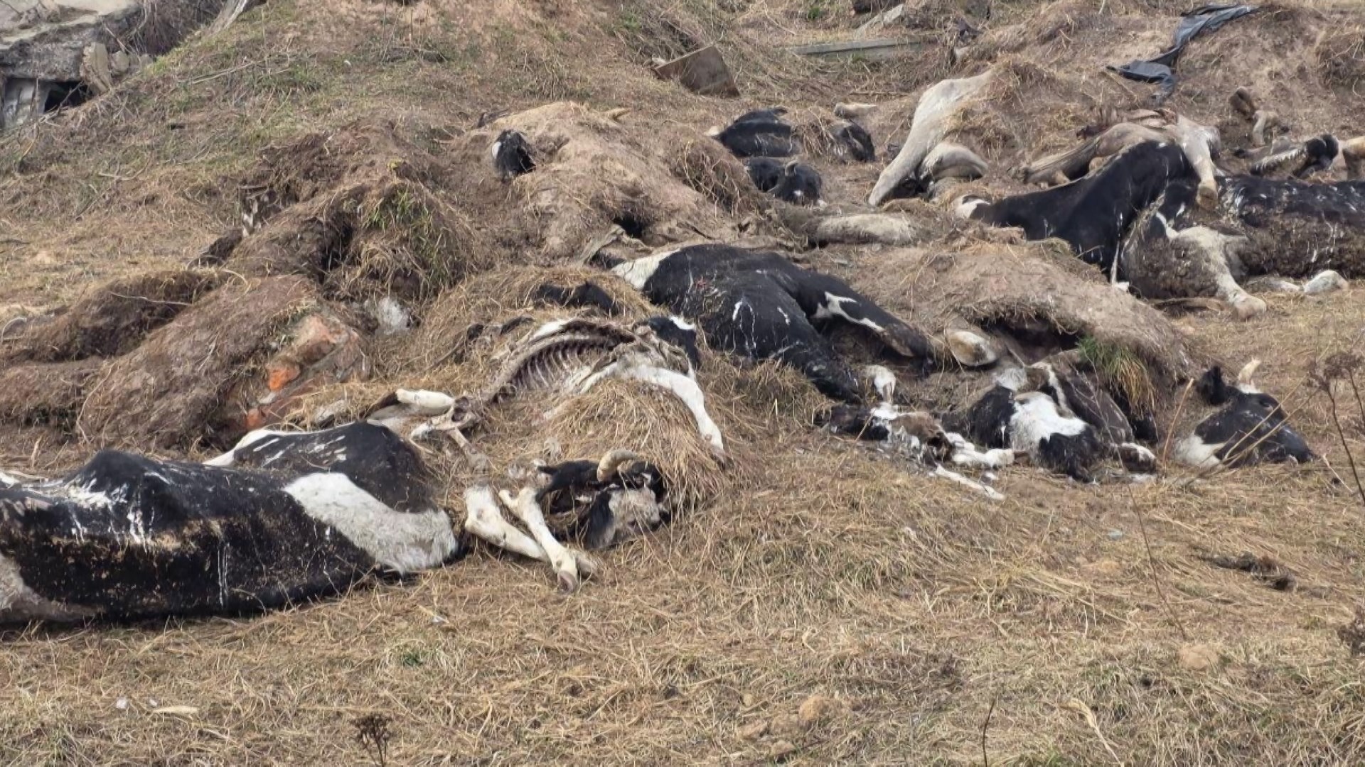 убитый скот