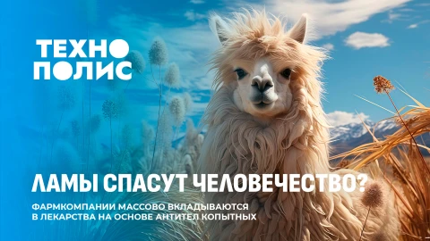 Технополис | Ламы спасут от рака | Сантехники и электрики - будущие миллионеры Технополис | Ламы спасут от рака | Сантехники и электрики - будущие миллионеры