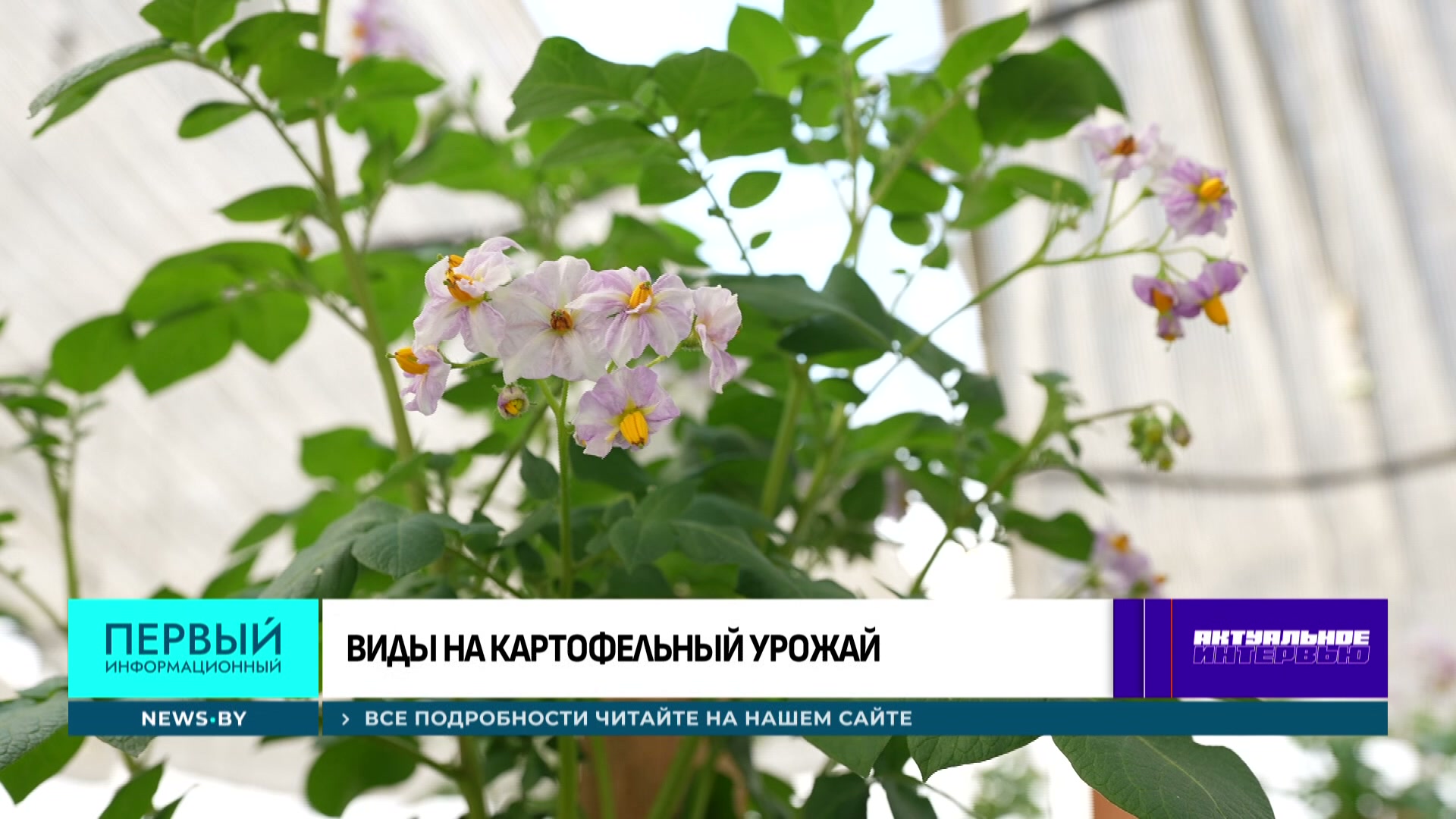 Сиреневый цветок картофеля