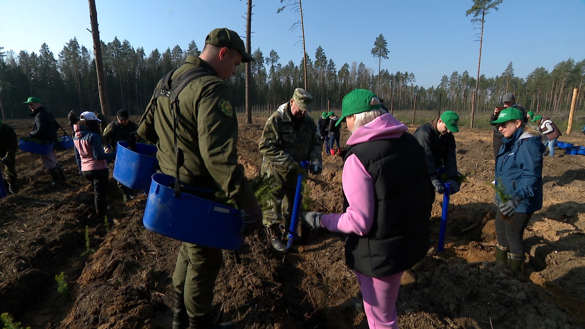 люди садят лес