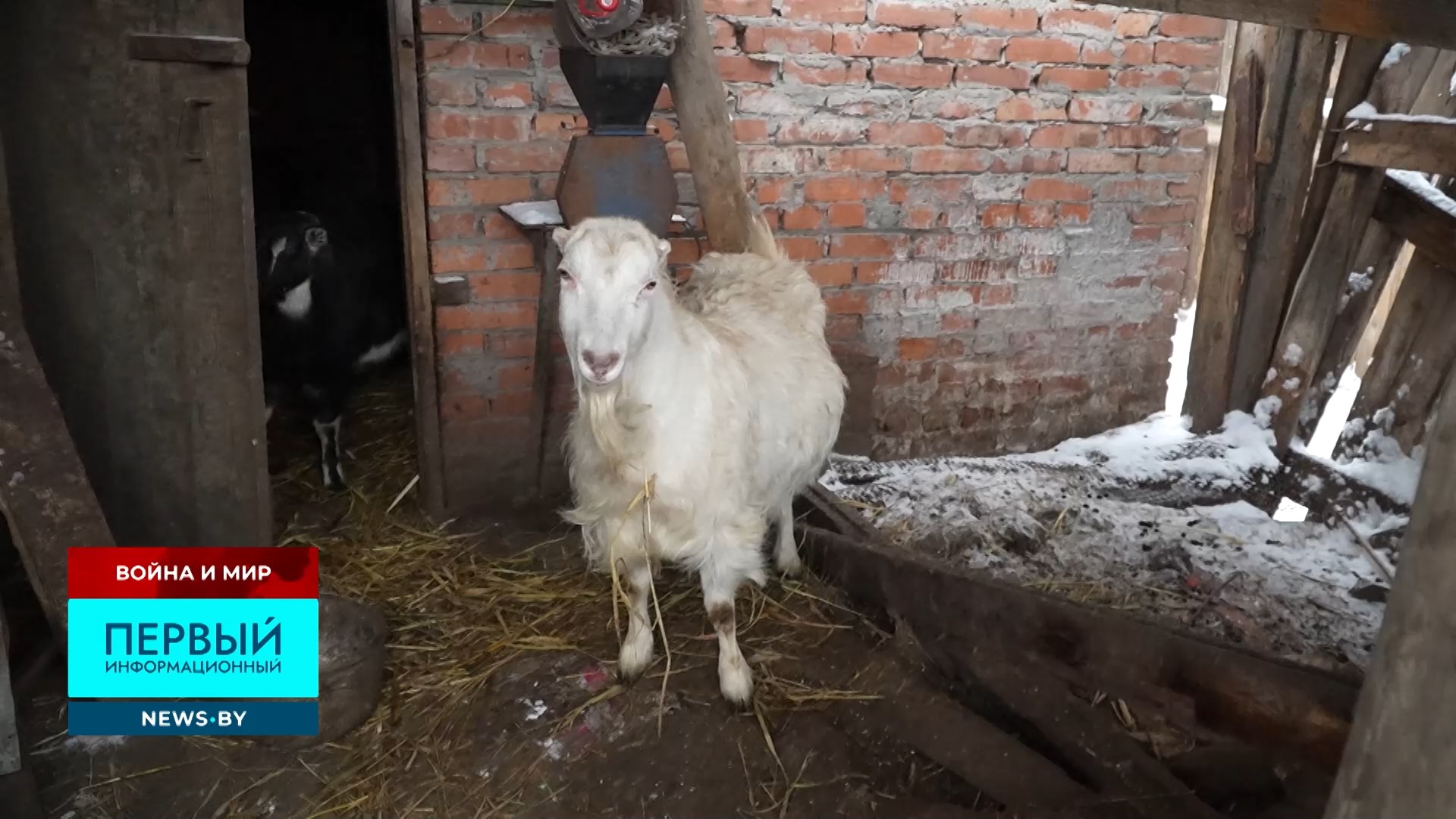 коза в сарае