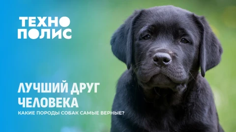 Технополис | Самые верные породы собак | 4-дневная рабочая неделя | Кто создал коронавирус? Технополис | Самые верные породы собак | 4-дневная рабочая неделя | Кто создал коронавирус?