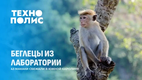 Технополис | Побег обезьян в США | The Beatles снова в центре внимания | Роль сусликов в экосистеме Технополис | Побег обезьян в США | The Beatles снова в центре внимания | Роль сусликов в экосистеме