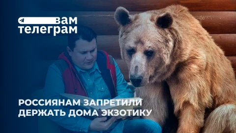 Вам телеграм | Россиянам запретили держать дома медведей, слонов и тигров | Рекордные убытки Nissan Вам телеграм | Россиянам запретили держать дома медведей, слонов и тигров | Рекордные убытки Nissan