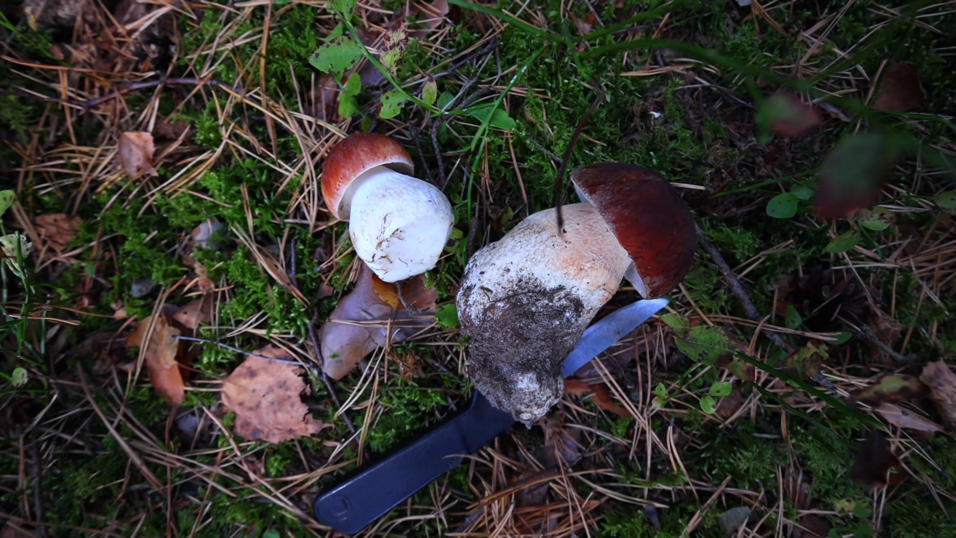 Spore Print, экопринт грибами и элементы декора в грибном стиле