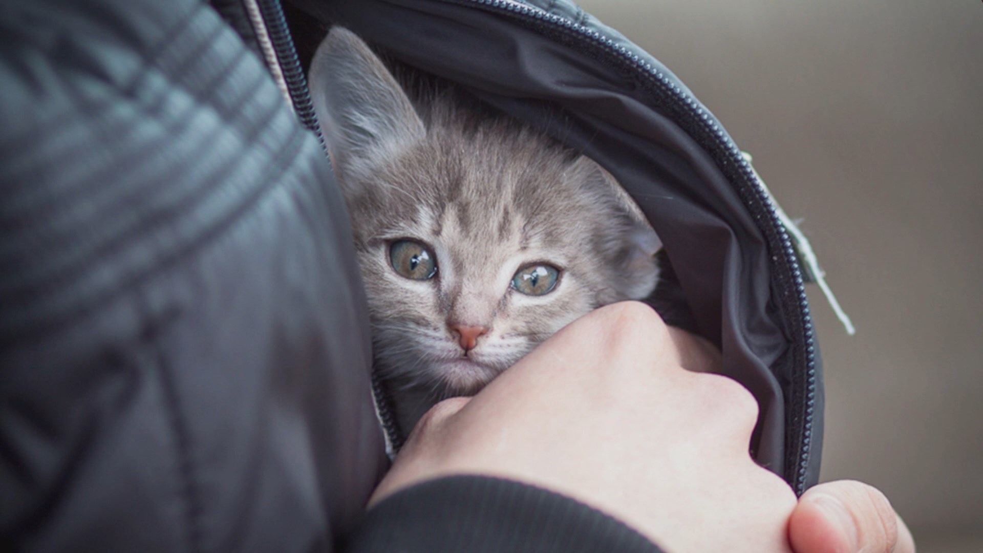 Котенок в куртке