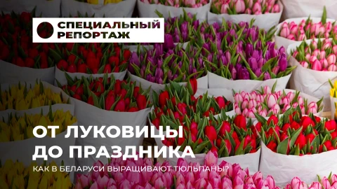 Специальный репортаж | От луковицы до праздника. Как в Беларуси выращивают тюльпаны? Специальный репортаж | От луковицы до праздника. Как в Беларуси выращивают тюльпаны?
