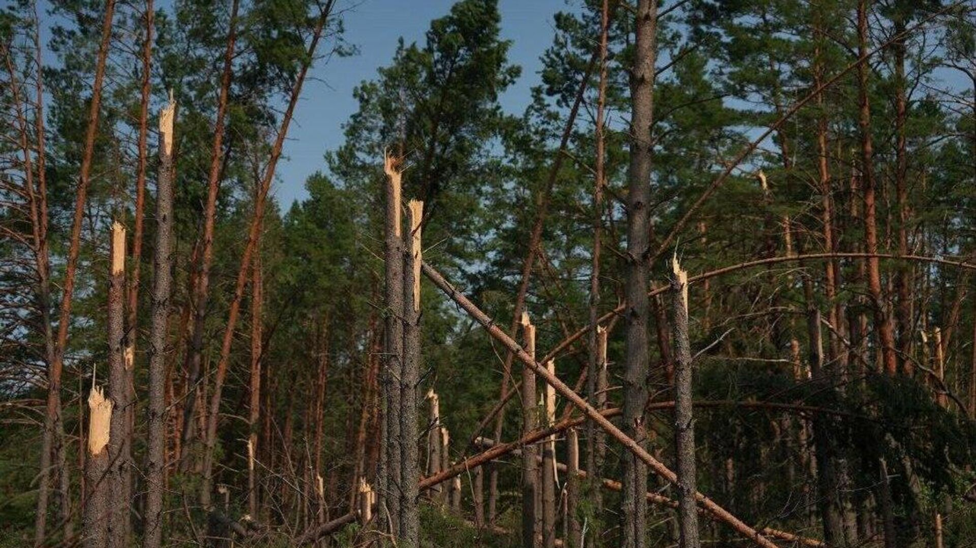 От бурелома к порядку - как в Гомельской области ликвидировали последствия урагана 2024 года