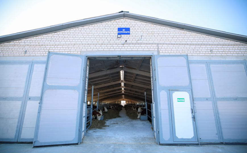 племенной завод по разведению КРС герефордской породы РУСПП "Могилевское госплемпредприятие"