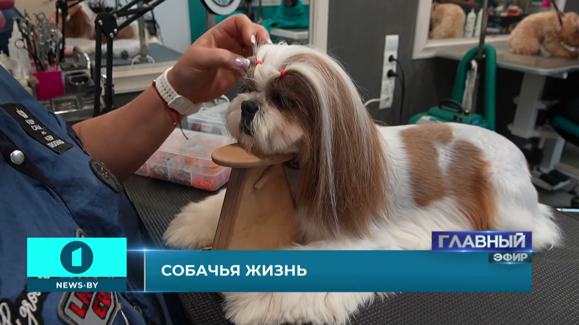 Грумер делает прическу собаке