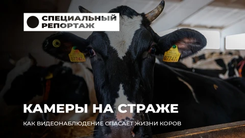 Специальный репортаж | Технологии на страже фермы: как камеры спасают поголовье Специальный репортаж | Технологии на страже фермы: как камеры спасают поголовье