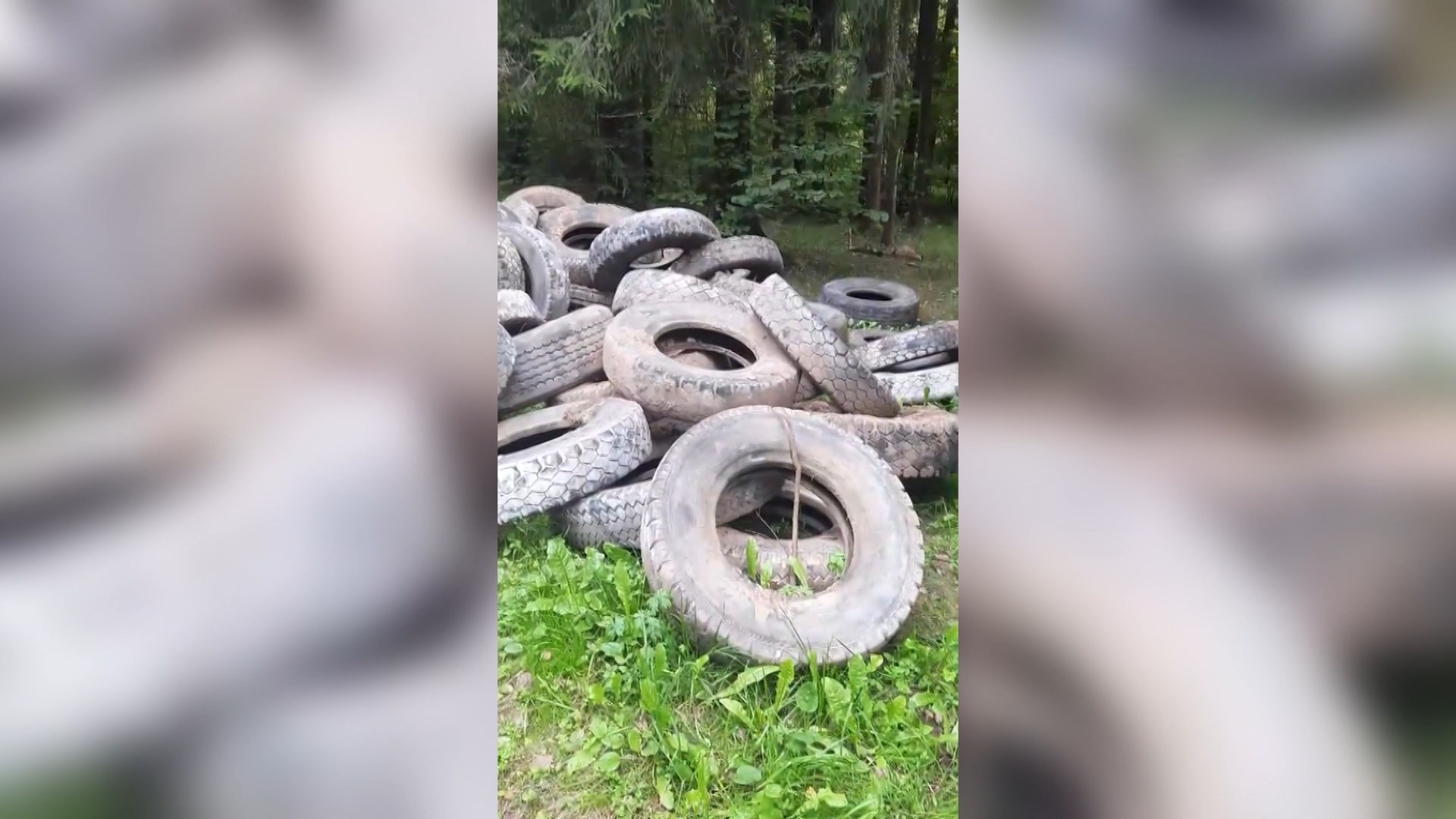 шины в лесу шины в лесу