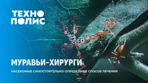 Технополис | Автомобиль года | Насекомые оперируют друг друга | Прорыв в медицине Технополис | Автомобиль года | Насекомые оперируют друг друга | Прорыв в медицине