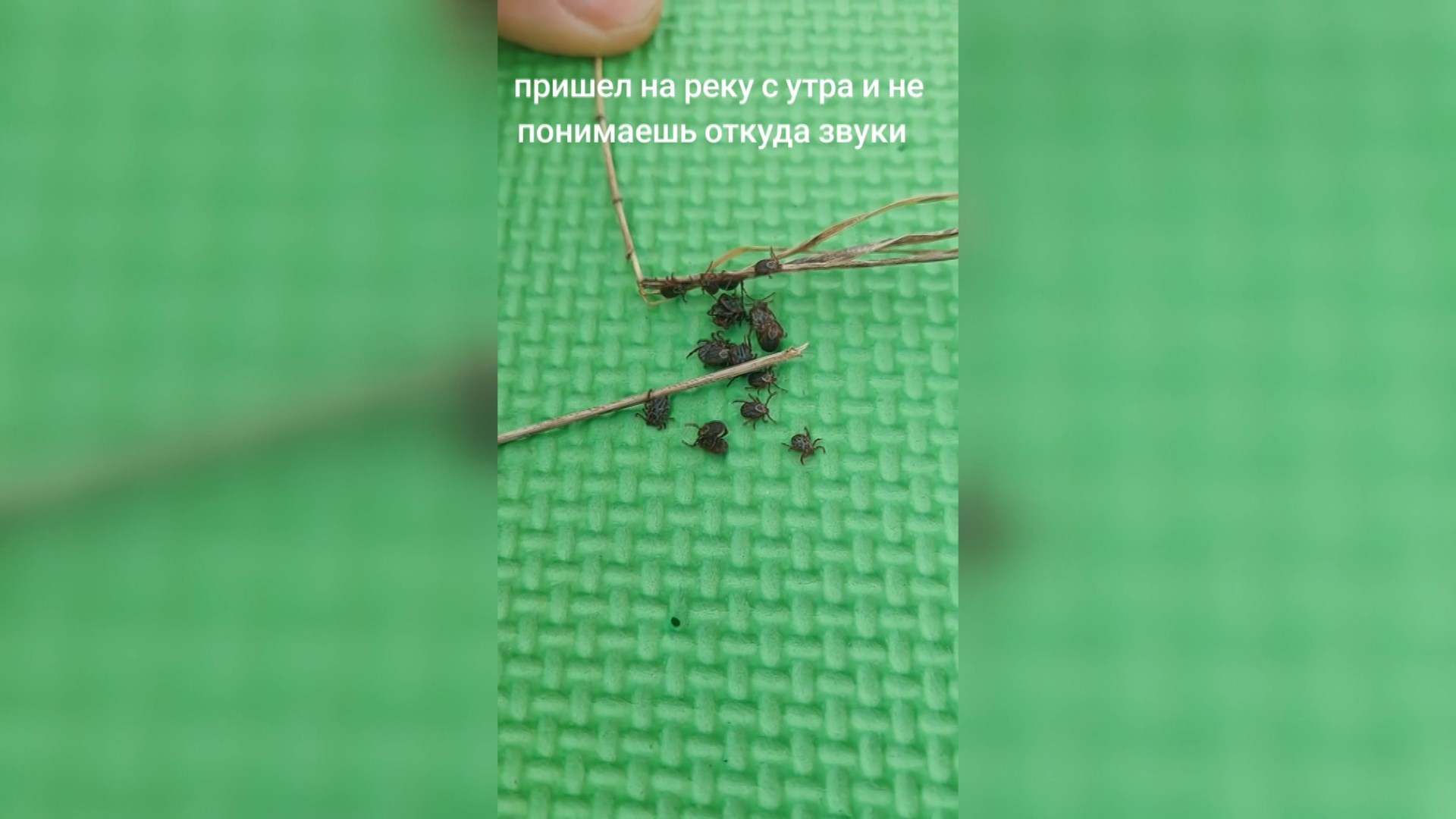 Выява
