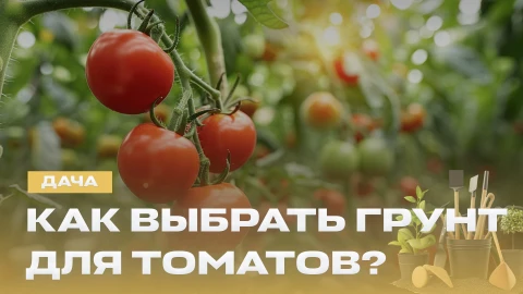 Дача | 11.04.2026 Дача | 11.04.2026