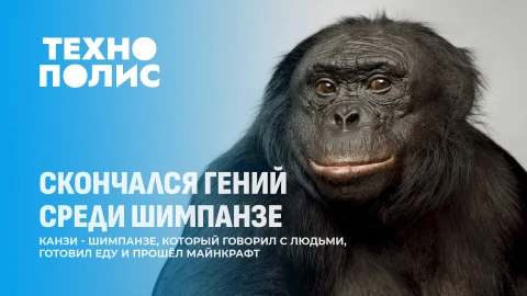 Технополис | Умер самый умный шимпанзе | Алмазы из космоса | Cоветы для повышения счастья Технополис | Умер самый умный шимпанзе | Алмазы из космоса | Cоветы для повышения счастья