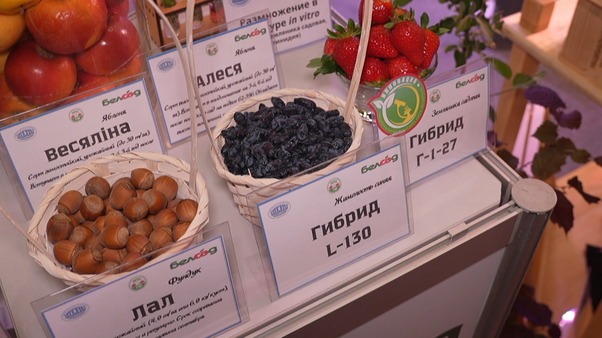 гибрид жимолости