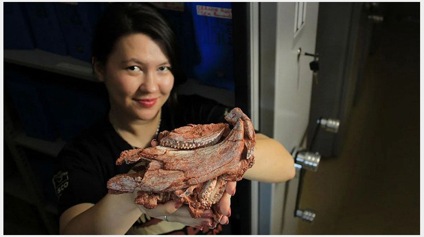 окаменелая рептилия