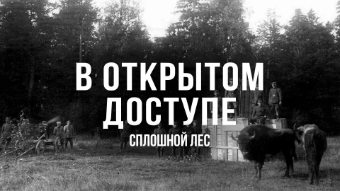 В открытом доступе | Сплошной лес В открытом доступе | Сплошной лес