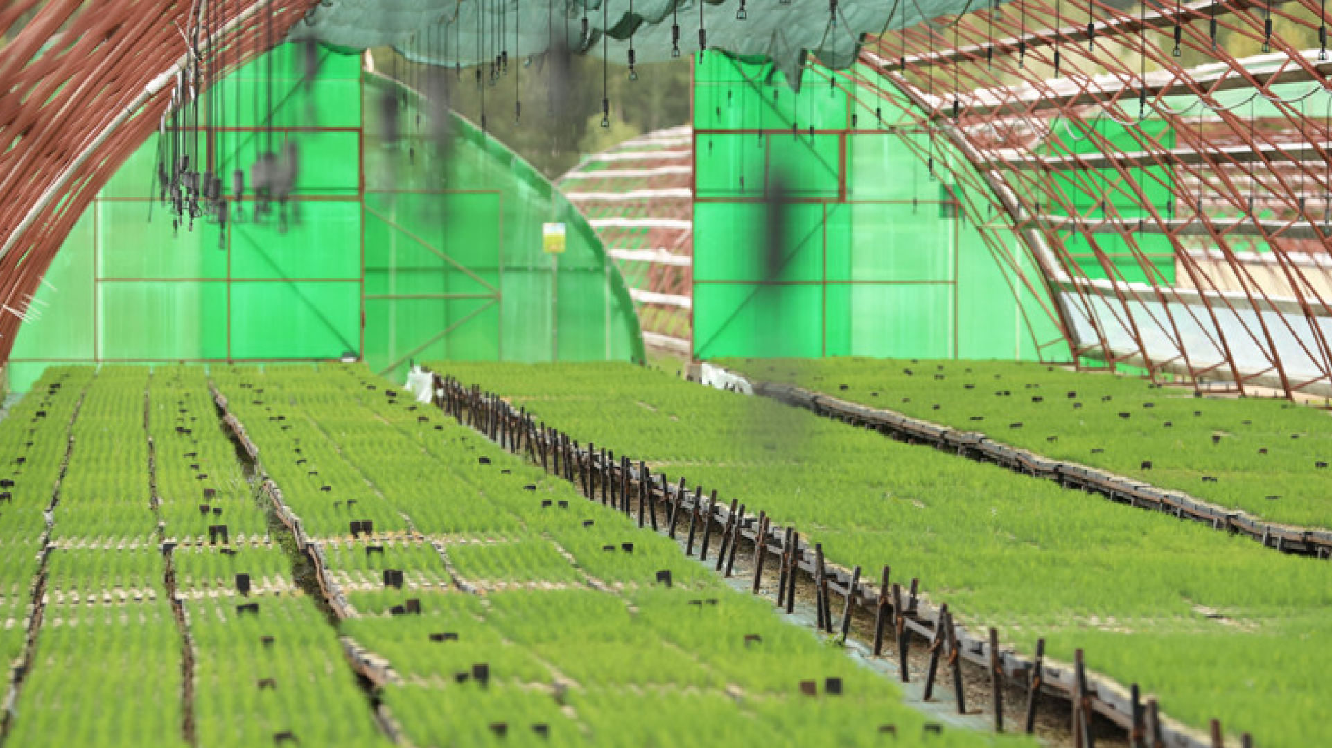 В Беларуси создают леса будущего - в 79 питомниках выращивают более 300 млн саженцев В Беларуси создают леса будущего - в 79 питомниках выращивают более 300 млн саженцев