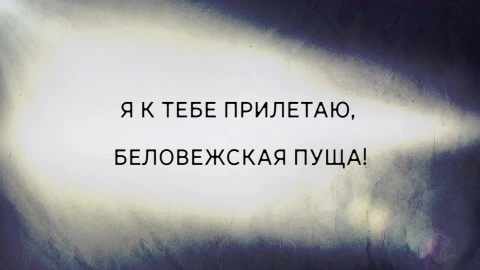 В открытом доступе | Я к тебе прилетаю, Беловежская пуща В открытом доступе | Я к тебе прилетаю, Беловежская пуща