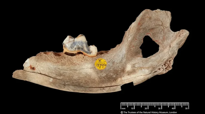фрагмент черепа, в котором сохранилась самая древняя в мире ДНК собаки