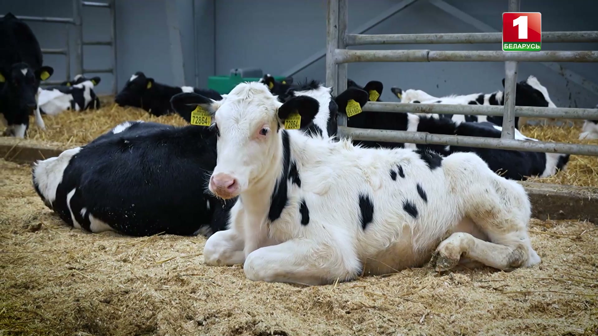 молочно-товарный комплекс в Свислочи