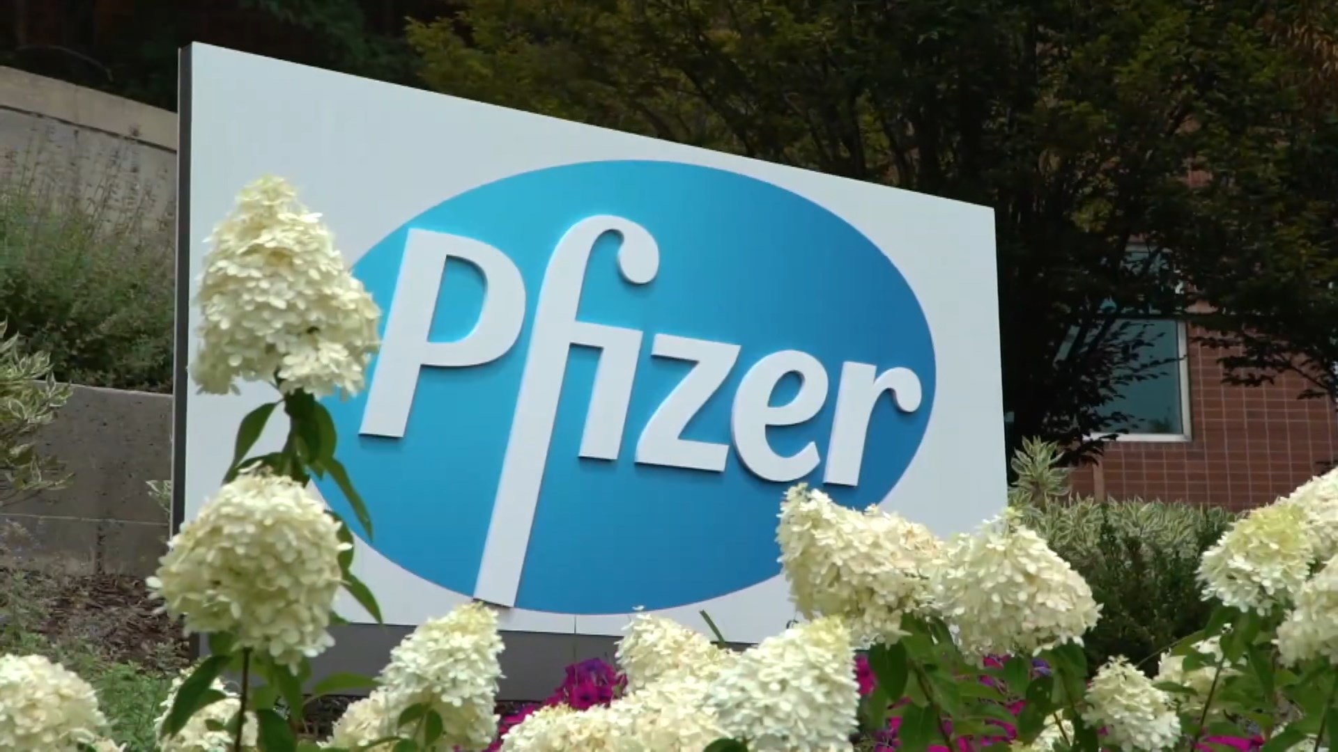 компания Pfizer компания Pfizer