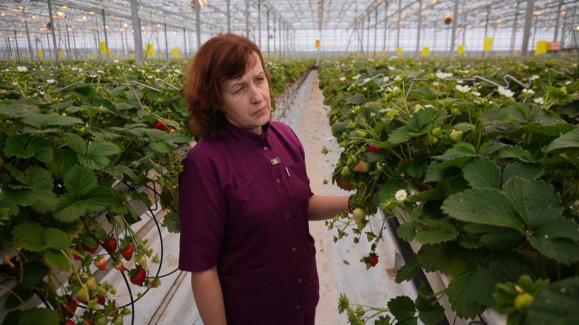 начальник цеха клубники тепличного хозяйства Мария Астапович
