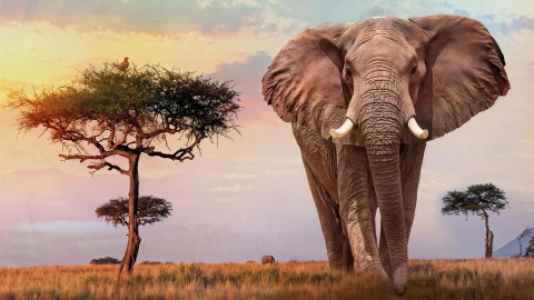 Сфера интересов | Африканский континент - перспективный для Беларуси Сфера интересов | Африканский континент - перспективный для Беларуси