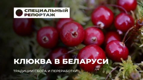 Специальный репортаж | Клюква как символ: традиции сбора и переработки в Беларуси Специальный репортаж | Клюква как символ: традиции сбора и переработки в Беларуси