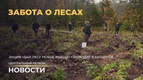Новости. Центральный регион | Орден для мамы | "Дай лесу новае жыццё" Новости. Центральный регион | Орден для мамы | "Дай лесу новае жыццё"