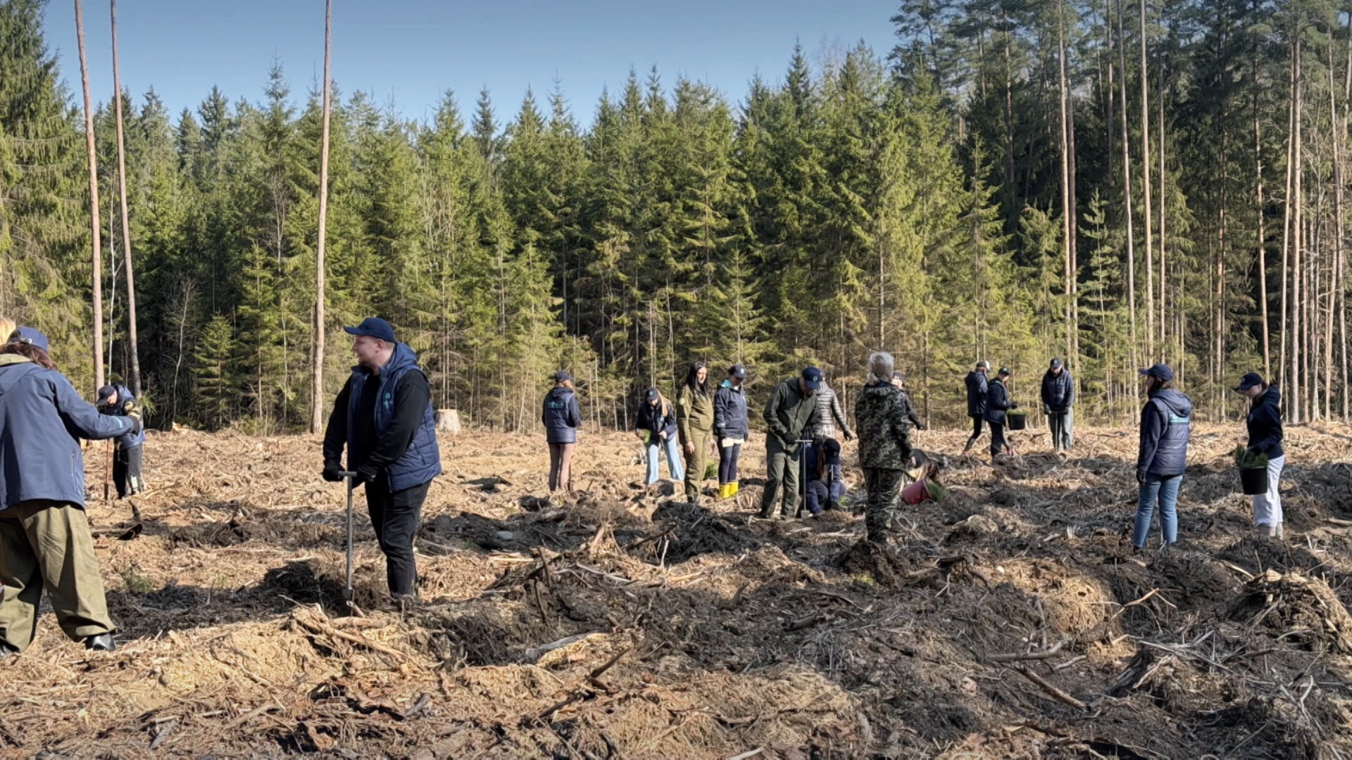 Люди садят лес