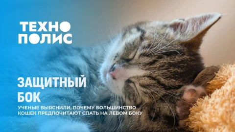 Технополис | Гибридная система связи в США | Противоспутниковое оружие России | Как спят кошки? Технополис | Гибридная система связи в США | Противоспутниковое оружие России | Как спят кошки?