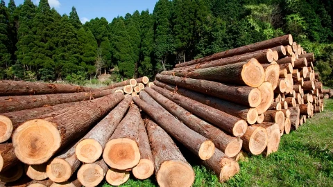 Сфера интересов | Решен вопрос переработки древесины после буреломов бревна