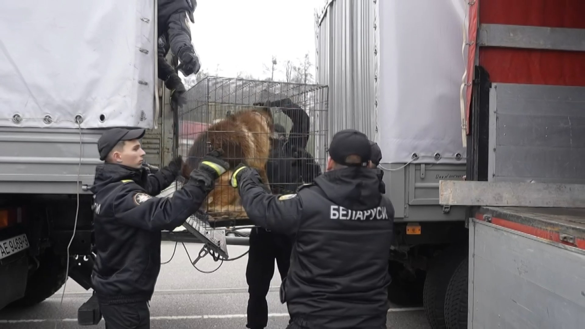 перегрузка домашних питомцев перегрузка домашних питомцев