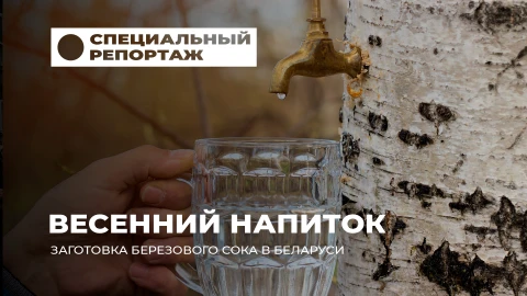 Специальный репортаж | Березовый сок: живой дар белорусской весны Специальный репортаж | Березовый сок: живой дар белорусской весны