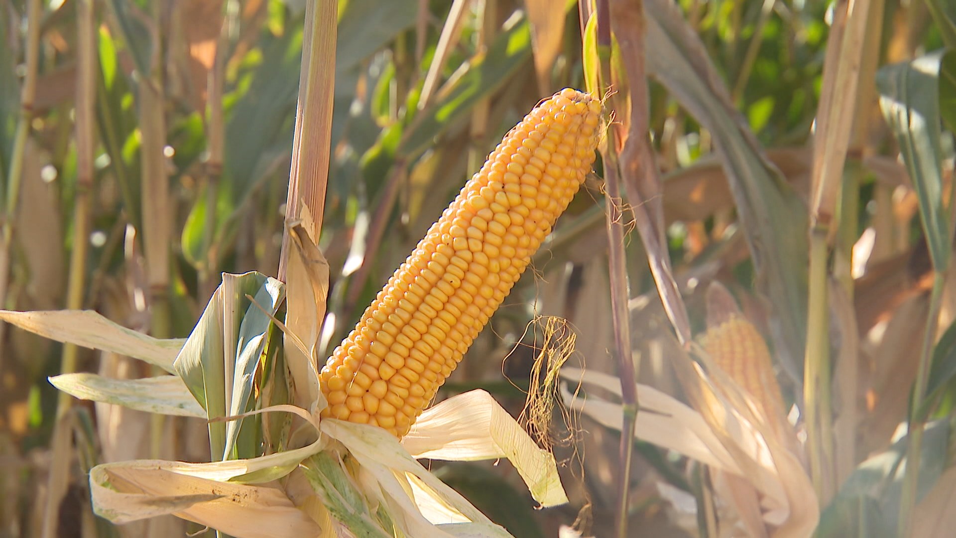 Самая дешевая продуктовая корзина в Европе - Беларусь обеспечивает продовольственную безопасность Самая дешевая продуктовая корзина в Европе - Беларусь обеспечивает продовольственную безопасность