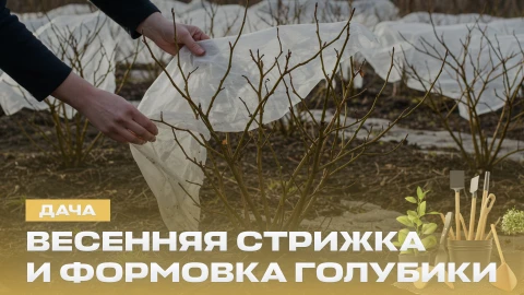 Дача | 25.04.2026 Дача | 25.04.2026