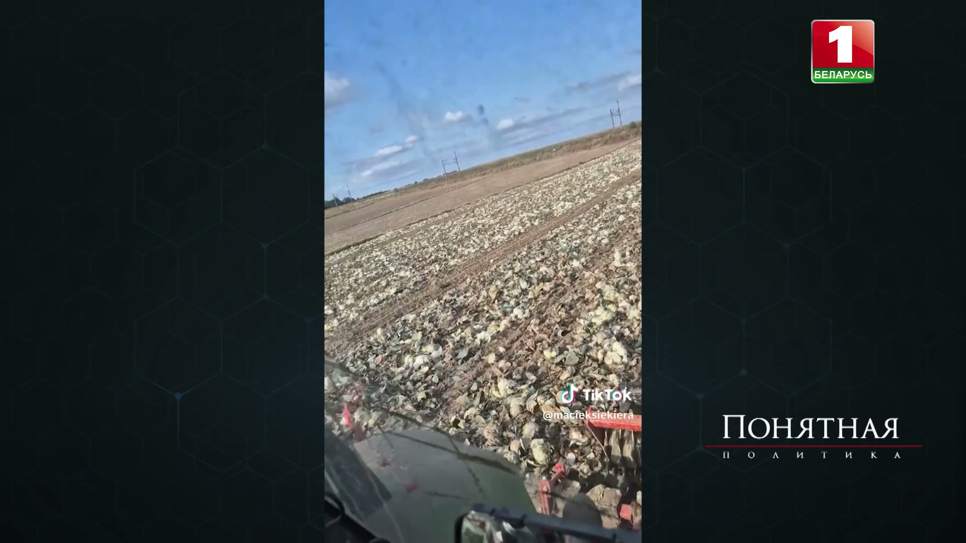 поля капусты в Польше поля капусты в Польше