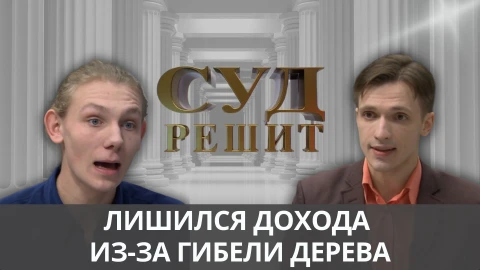 Суд решит | Лишился заработка и сна из-за срубленной ветки дерева Суд решит | Лишился заработка и сна из-за срубленной ветки дерева