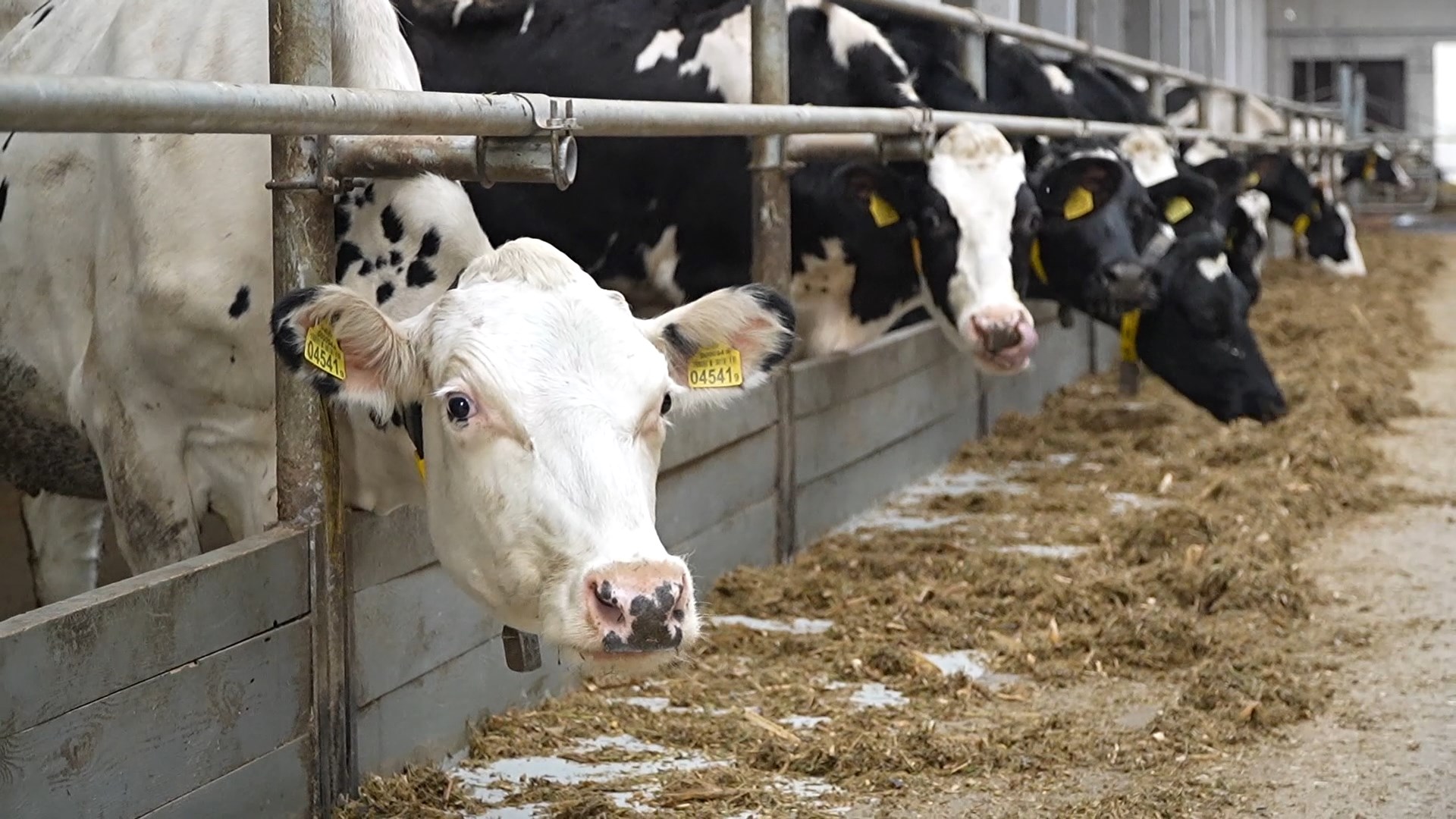 Новый молочно-товарный комплекс  в ведущем хозяйстве "Маяк Браславский"