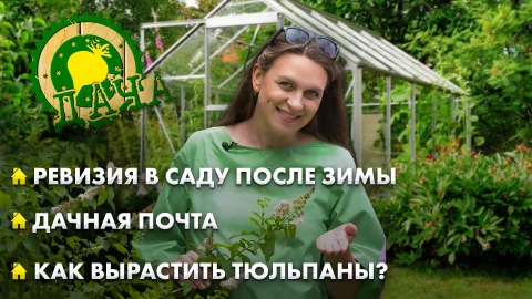 Дача | 21.03.2026 Дача | 21.03.2026